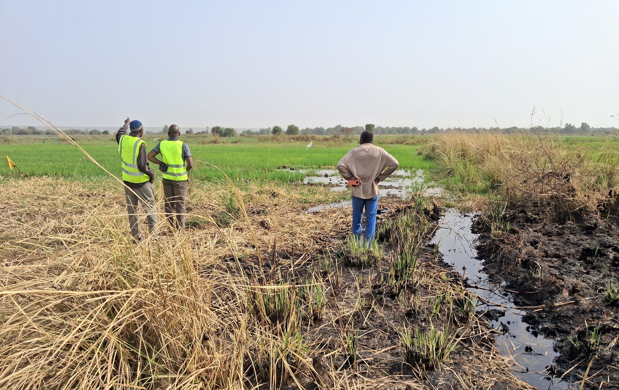 Trois personnes, dont deux en gilet jaune, observent une rizière verte ; un chenal boueux longe les herbes sèches.
