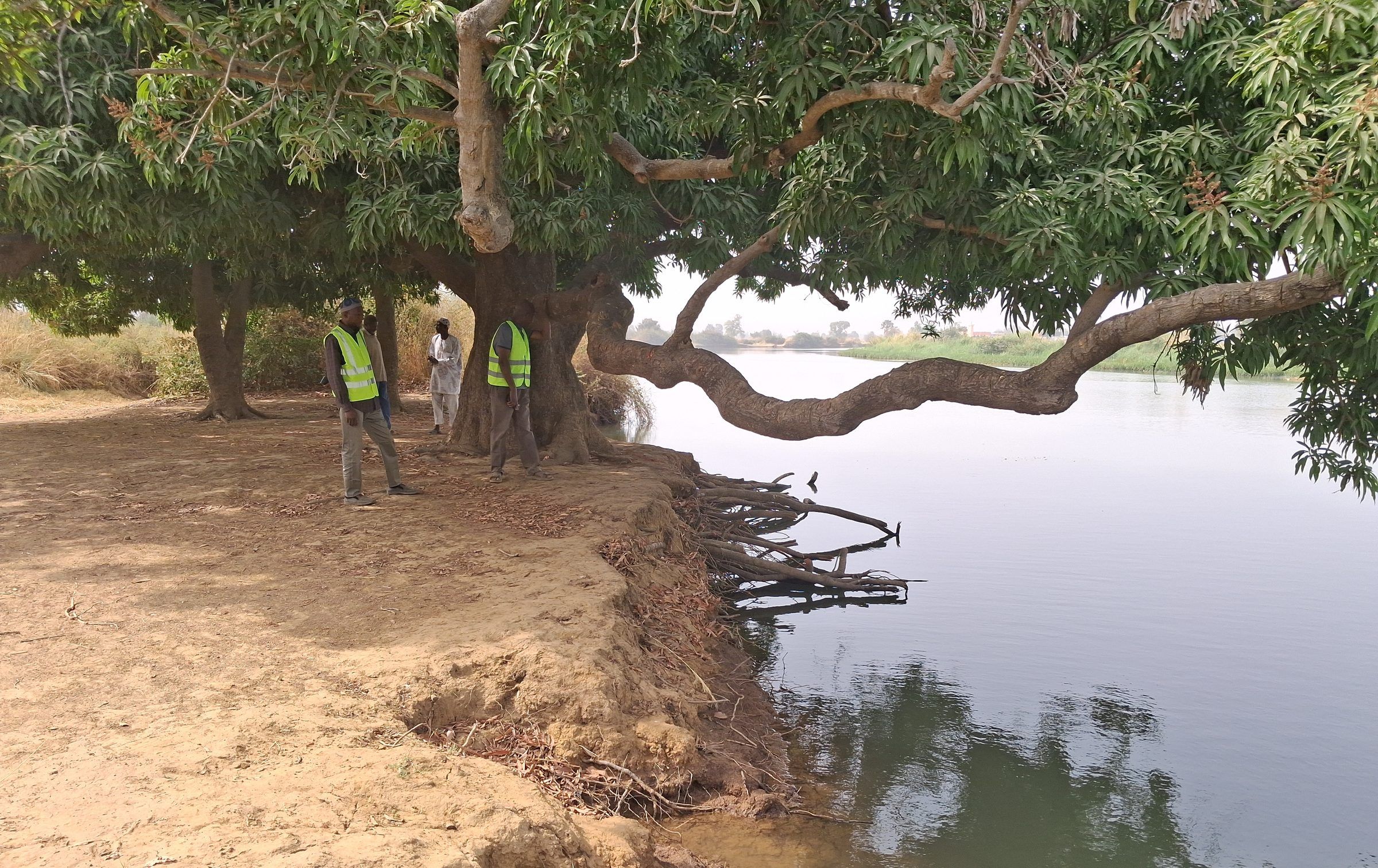 Grand arbre dont les branches s'avancent au-dessus de l'eau ; la berge sableuse est entaillée et des racines sont à nu.