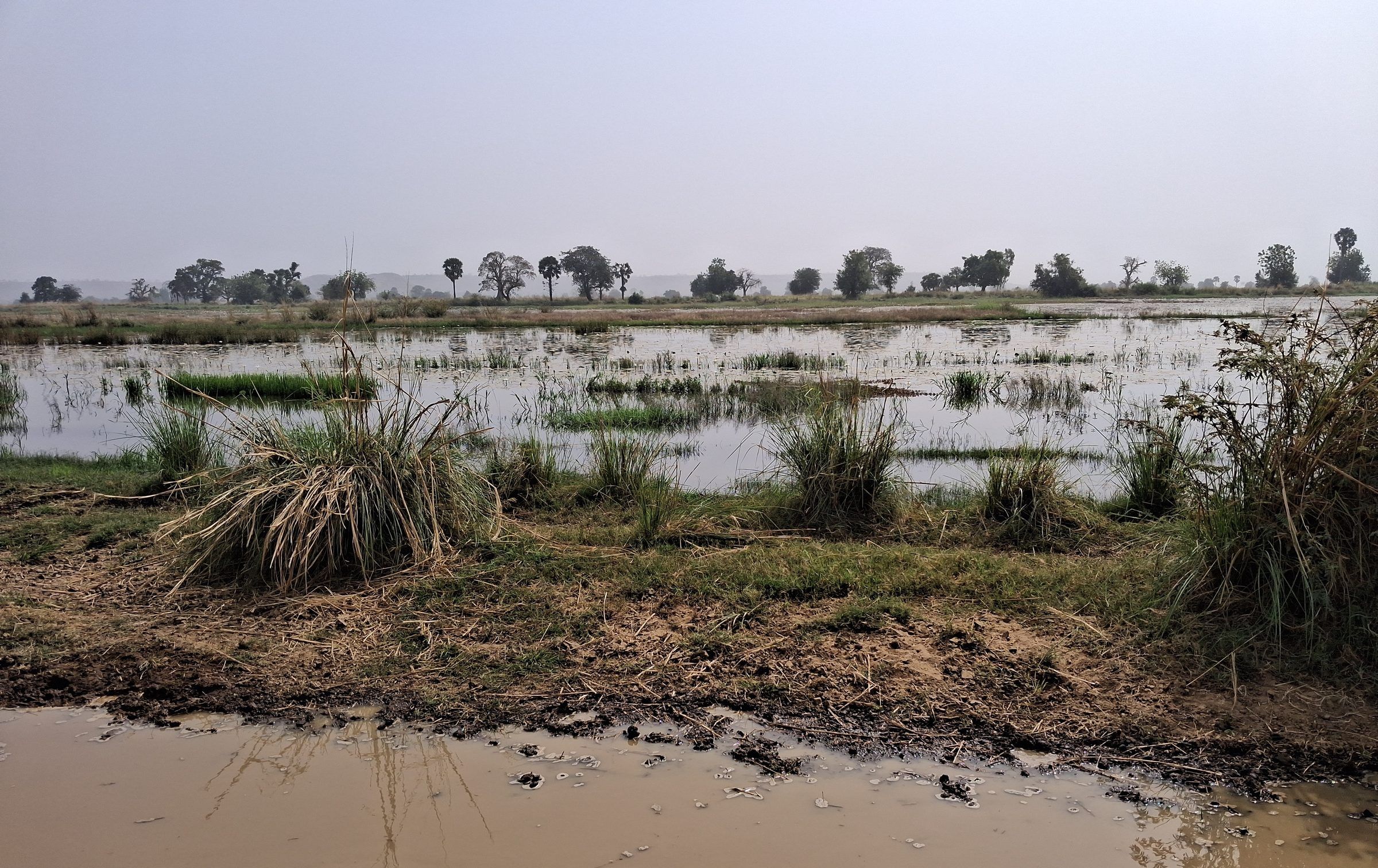 Plaine en partie sous l'eau, touffes d'herbe et flaques boueuses au premier plan, rangée d'arbres à l'horizon.